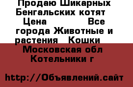 Продаю Шикарных Бенгальских котят › Цена ­ 17 000 - Все города Животные и растения » Кошки   . Московская обл.,Котельники г.